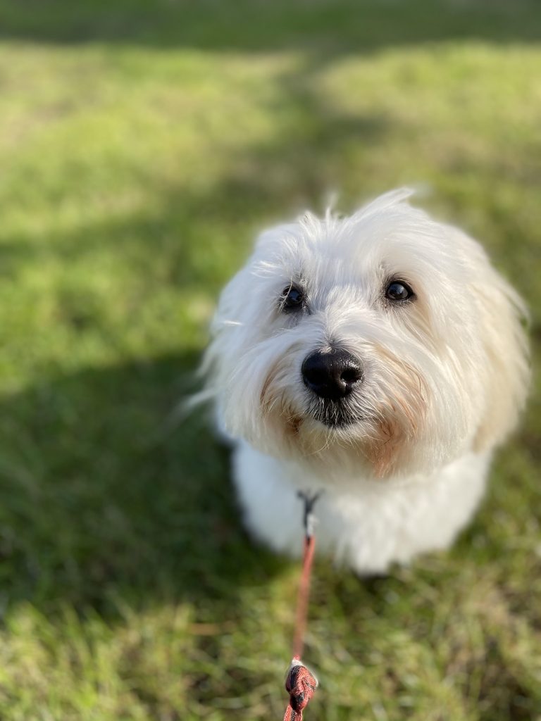 Charlie the Coton du Tulear is Excited
